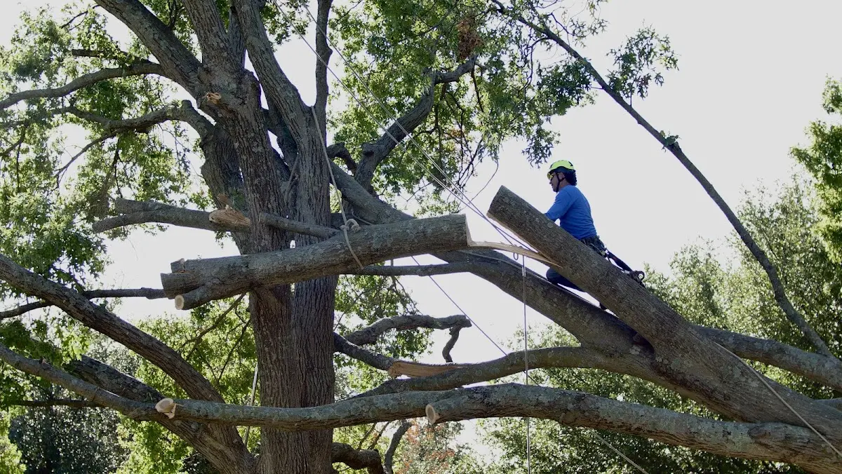 Professional Crown Thinning performed by certified arborists in Marbury