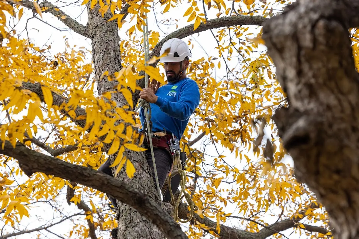 Skilled Tree Transplanting crew working in Marbury